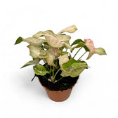 Syngonium podophyllum 'Pink spot' Zimmerpflanze im Anzuchttopf vor weißem Hintergrund, Produktfoto 4.