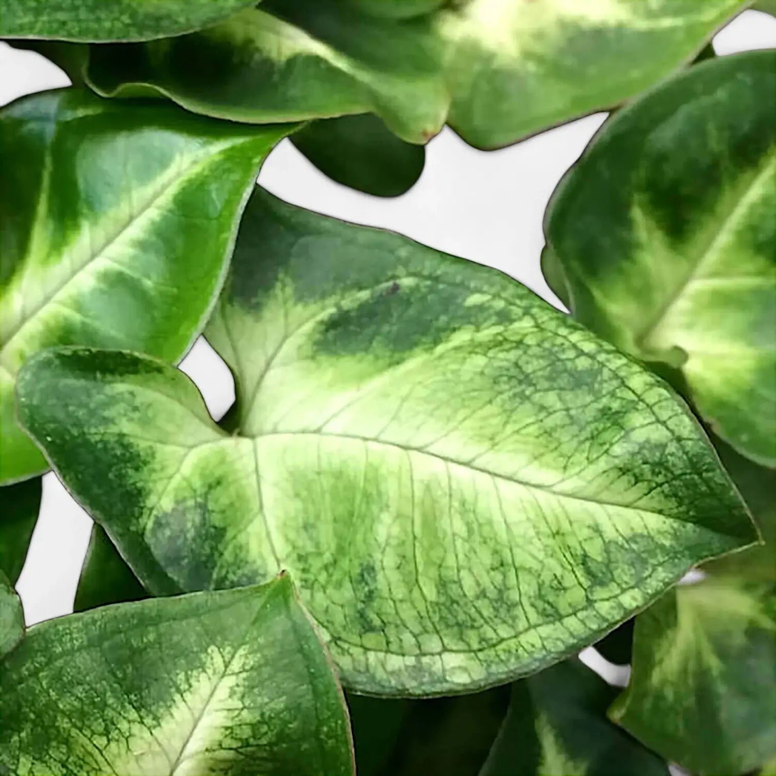 Syngonium podophyllum 'Pixie' aka 'Nana' leaf close-up on white background.
