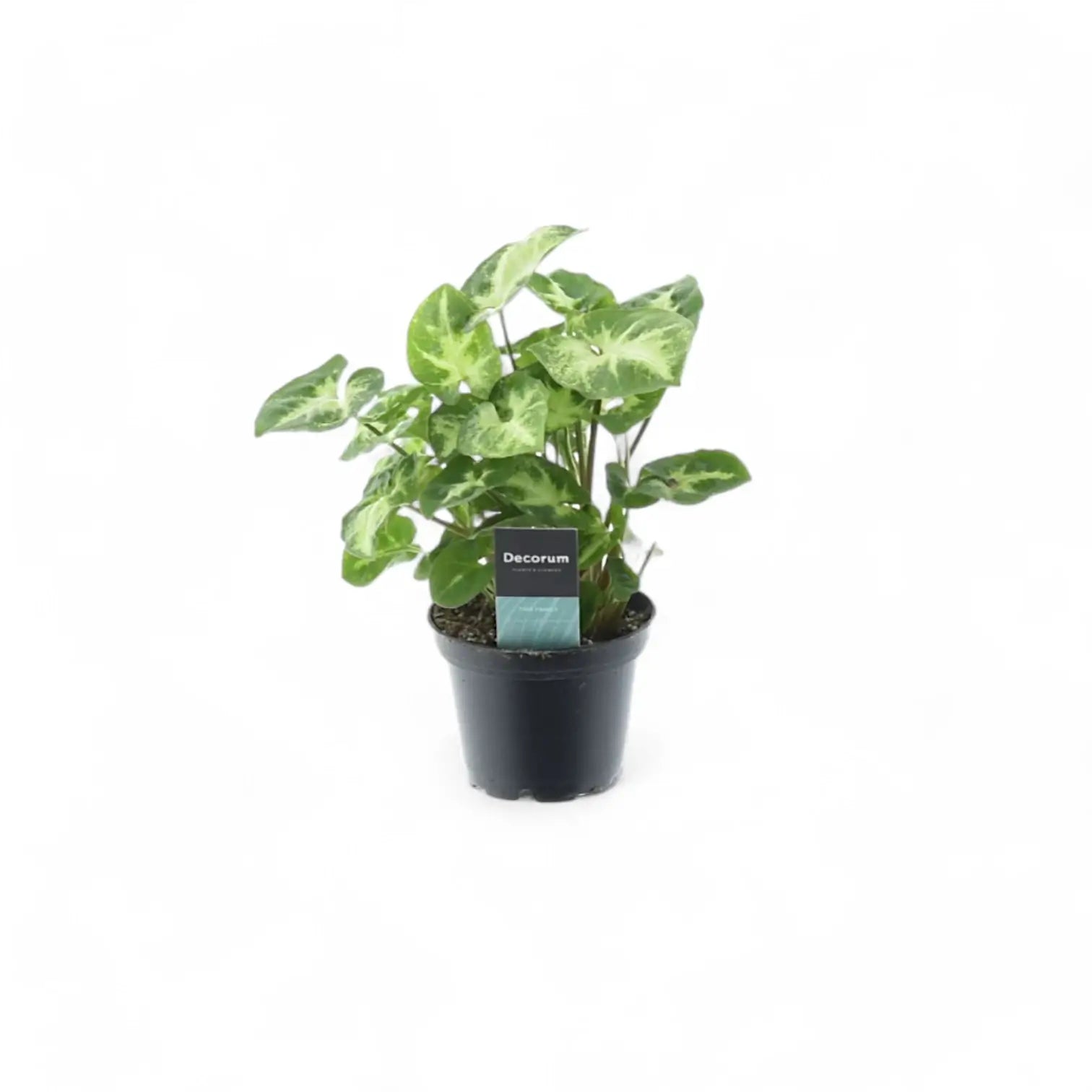 Syngonium podophyllum 'Pixie' aka 'Nana' potted plant in nursery pot on white background.