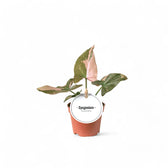 Syngonium podophyllum 'Red Spot' ('Pink splash') – Zimmerpflanze im Kulturtopf auf weißem Hintergrund, Produktfoto 4.