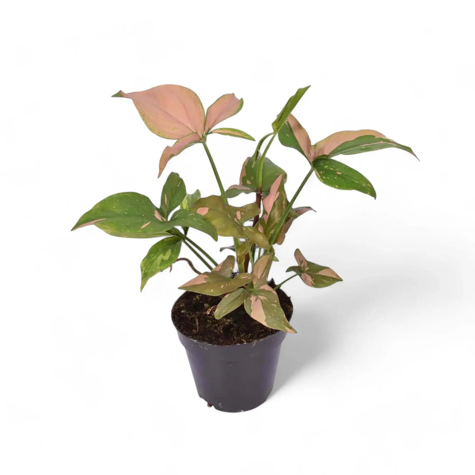 Syngonium podophyllum 'Red Spot' ('Pink splash') – Zimmerpflanze im Kulturtopf auf weißem Hintergrund, Produktfoto 8.