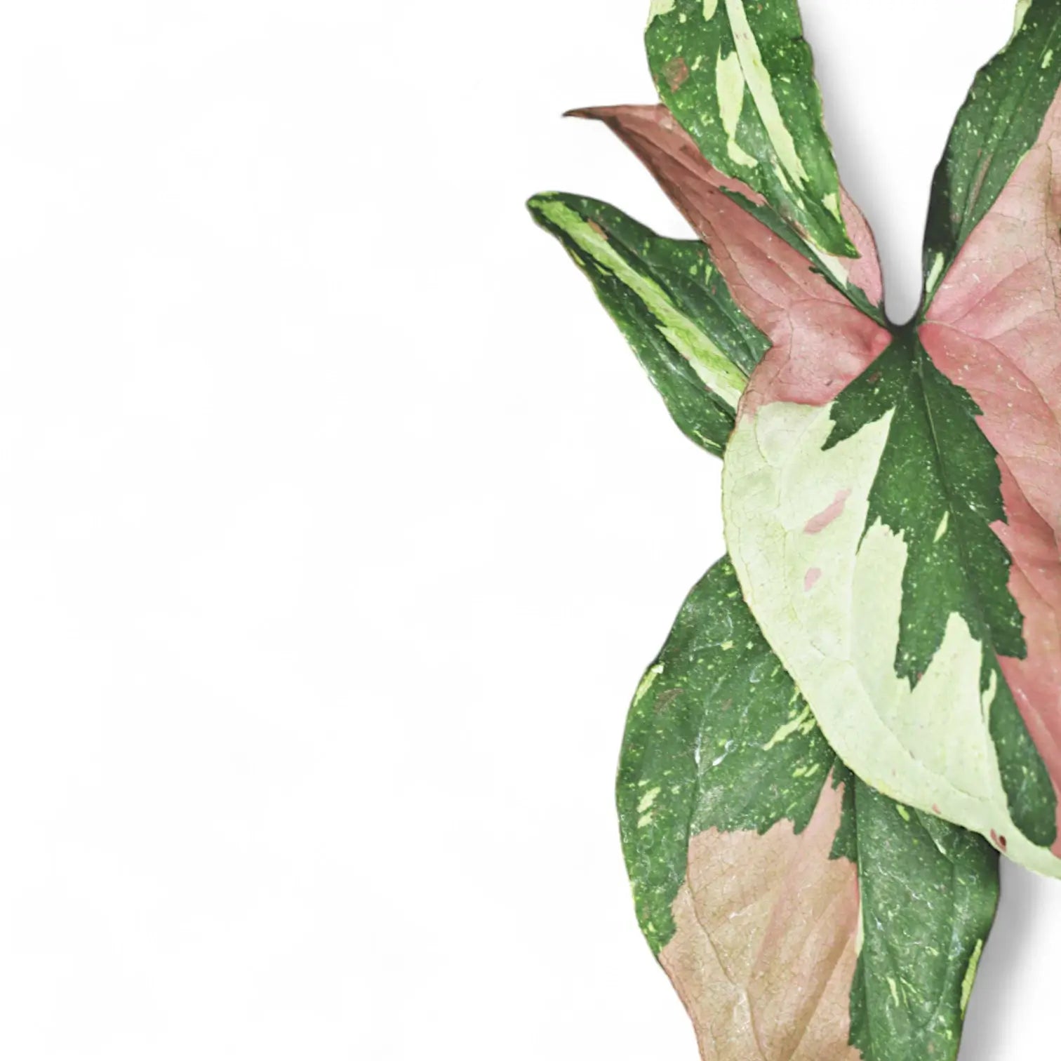 Syngonium podophyllum 'Red spot tricolor' – Blattdetail vor weißem Hintergrund..