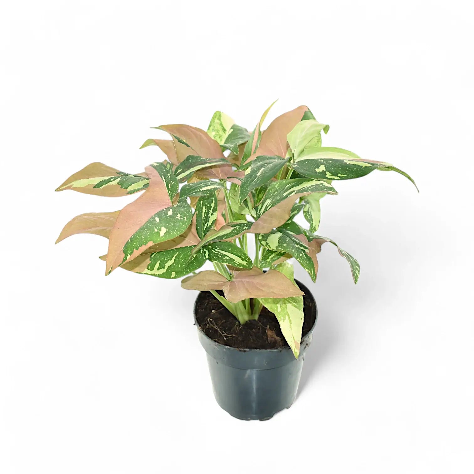 Syngonium podophyllum 'Red spot tricolor' potted plant in nursery pot on white background.