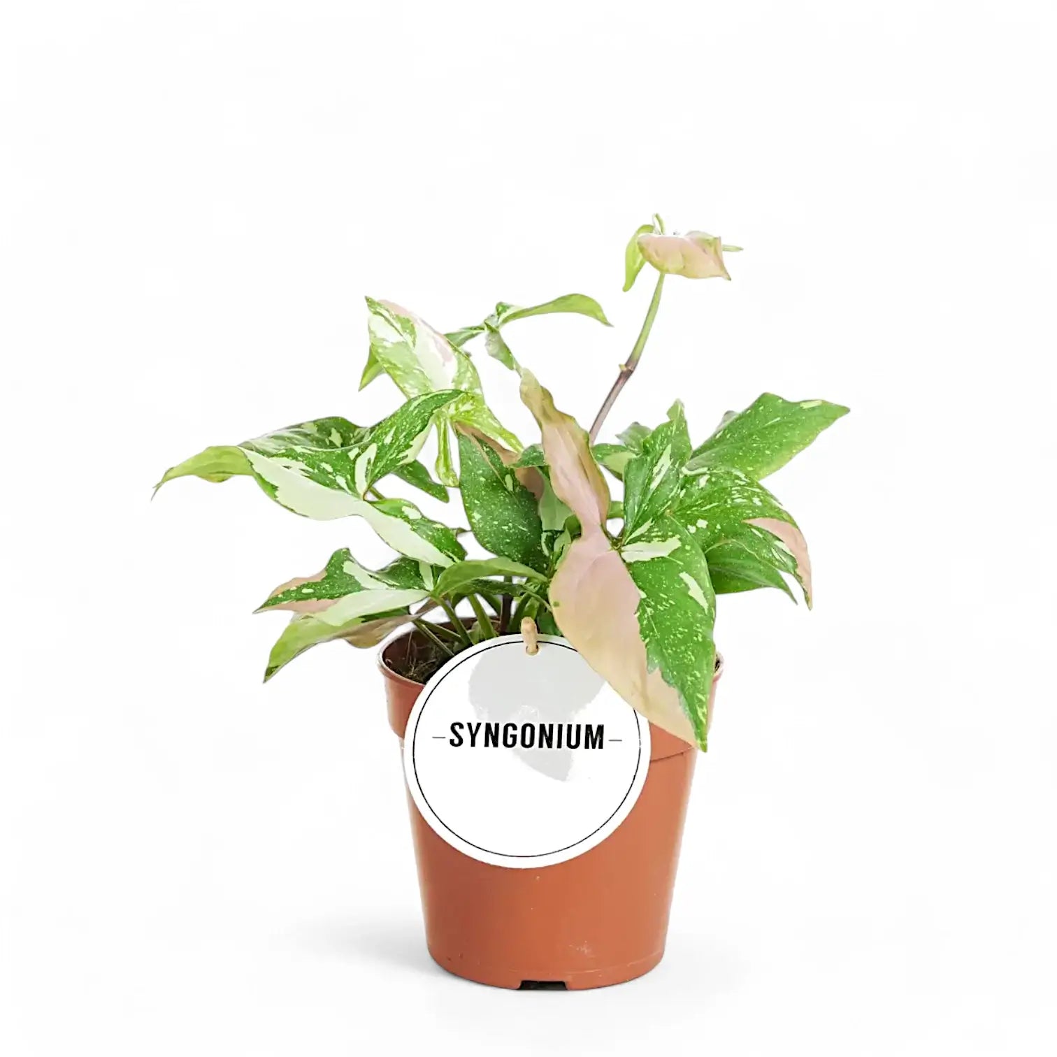 Syngonium podophyllum 'Red spot tricolor' – Zimmerpflanze im Kulturtopf auf weißem Hintergrund, Produktfoto 3.