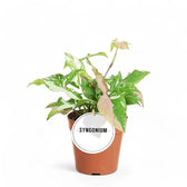 Syngonium podophyllum 'Red spot tricolor' potted plant in nursery pot on white background.