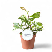 Syngonium podophyllum 'Red spot tricolor' potted plant in nursery pot on white background.