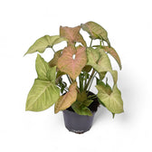 Syngonium podophyllum 'Regina Red' potted plant in nursery pot on white background.
