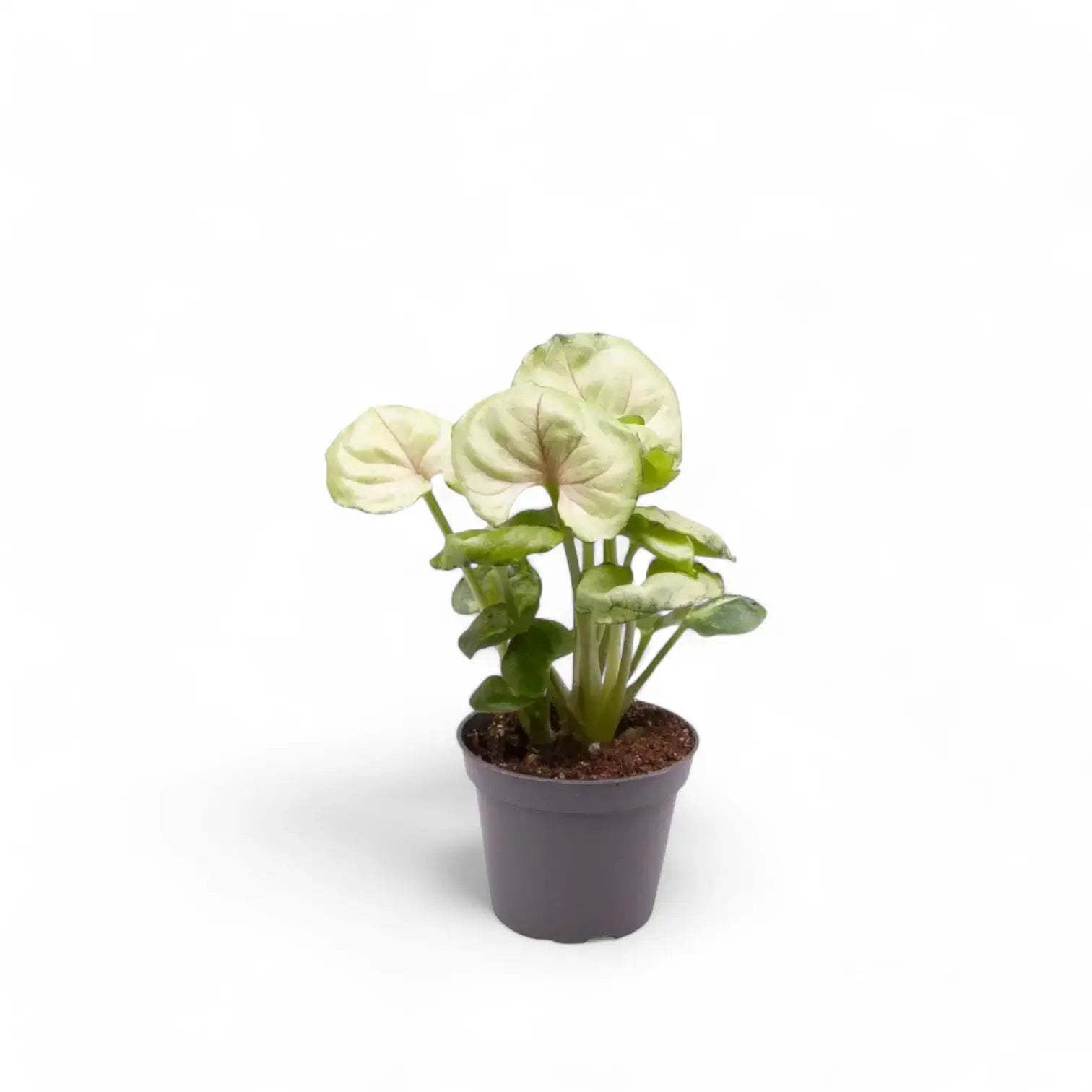 Syngonium podophyllum 'Roxanne' Zimmerpflanze im Anzuchttopf vor weißem Hintergrund, Produktfoto 3.
