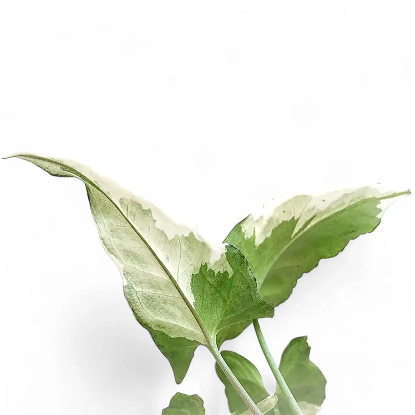 Syngonium podophyllum 'Starlite' aka 'Zebrina' leaf detail on white background.