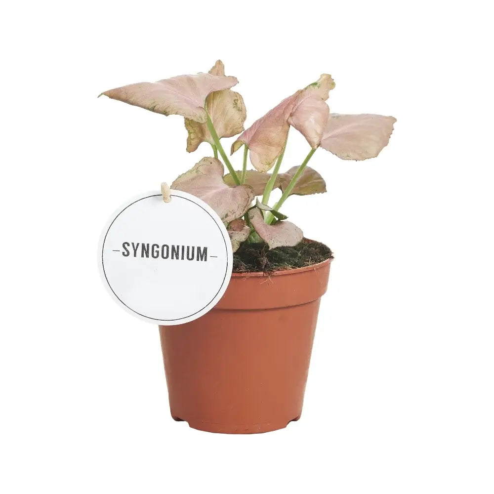 Syngonium podophyllum 'Strawberry' – Zimmerpflanze im Kulturtopf auf weißem Hintergrund, Produktfoto 2.