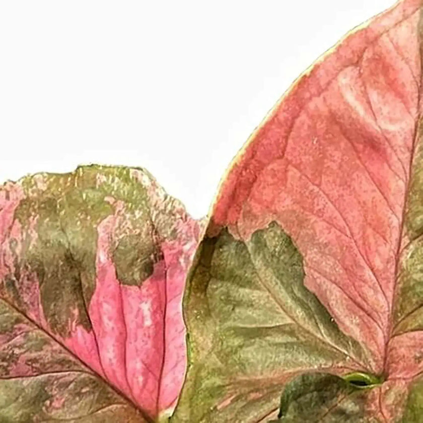 Syngonium podophyllum 'Strawberry Ice' leaf detail on white background.