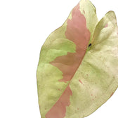 Syngonium podophyllum 'Strawberry milk' leaf close-up on white background.