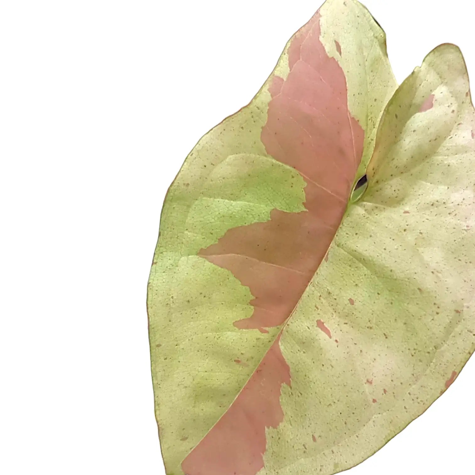 Syngonium podophyllum 'Strawberry milk' leaf close-up on white background.