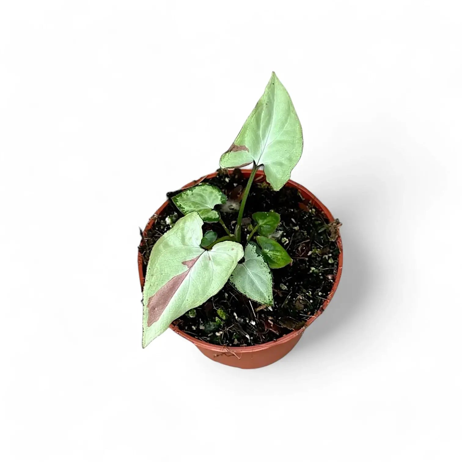 Syngonium podophyllum 'Strawberry milk' Zimmerpflanze im Anzuchttopf vor weißem Hintergrund, Produktfoto 2.