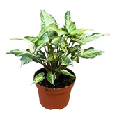 Syngonium podophyllum 'T25' Zimmerpflanze im Anzuchttopf vor weißem Hintergrund, Produktfoto 3.