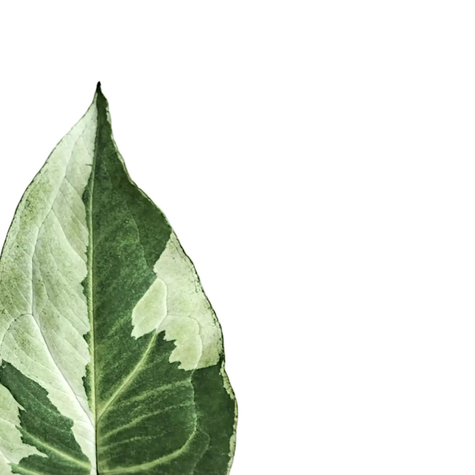Syngonium podophyllum 'Three Kings' ('Magic marble') – Blattdetail vor weißem Hintergrund..