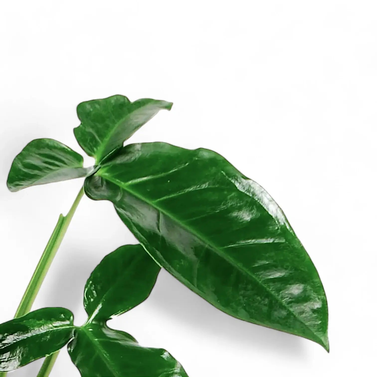 Syngonium podophyllum ‘Trileaf Wonder' – Blattdetail vor weißem Hintergrund..