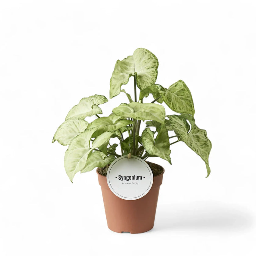 Syngonium podophyllum 'White Butterfly' potted plant in nursery pot on white background.