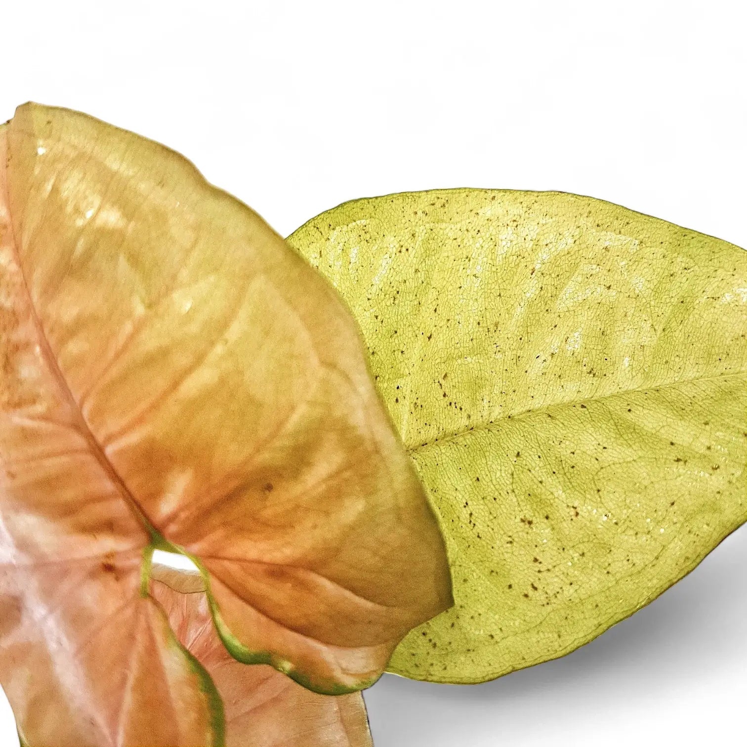 Syngonium podophyllum 'Yellow neon' close-up of leaf on white background.