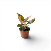 Syngonium 'Red Spot' als Jungpflanze im Kulturtopf.