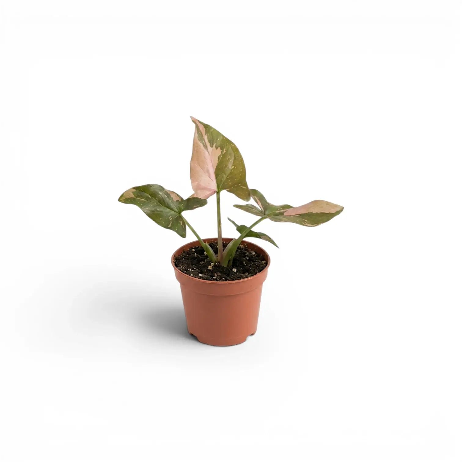 Syngonium 'Red Spot' als Jungpflanze im Kulturtopf.