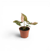 Syngonium 'Red Spot' als Jungpflanze im Kulturtopf.