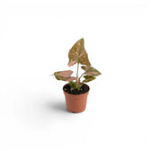 Syngonium 'Red Spot' als Jungpflanze im Kulturtopf.