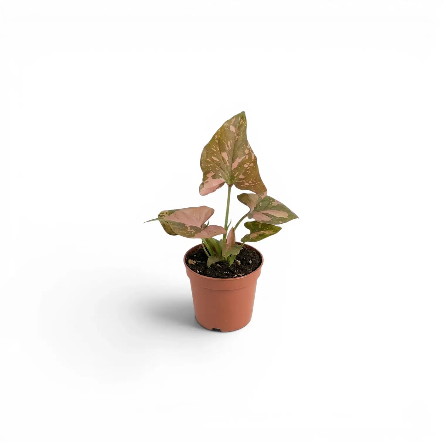 Syngonium 'Red Spot' als Jungpflanze im Kulturtopf.