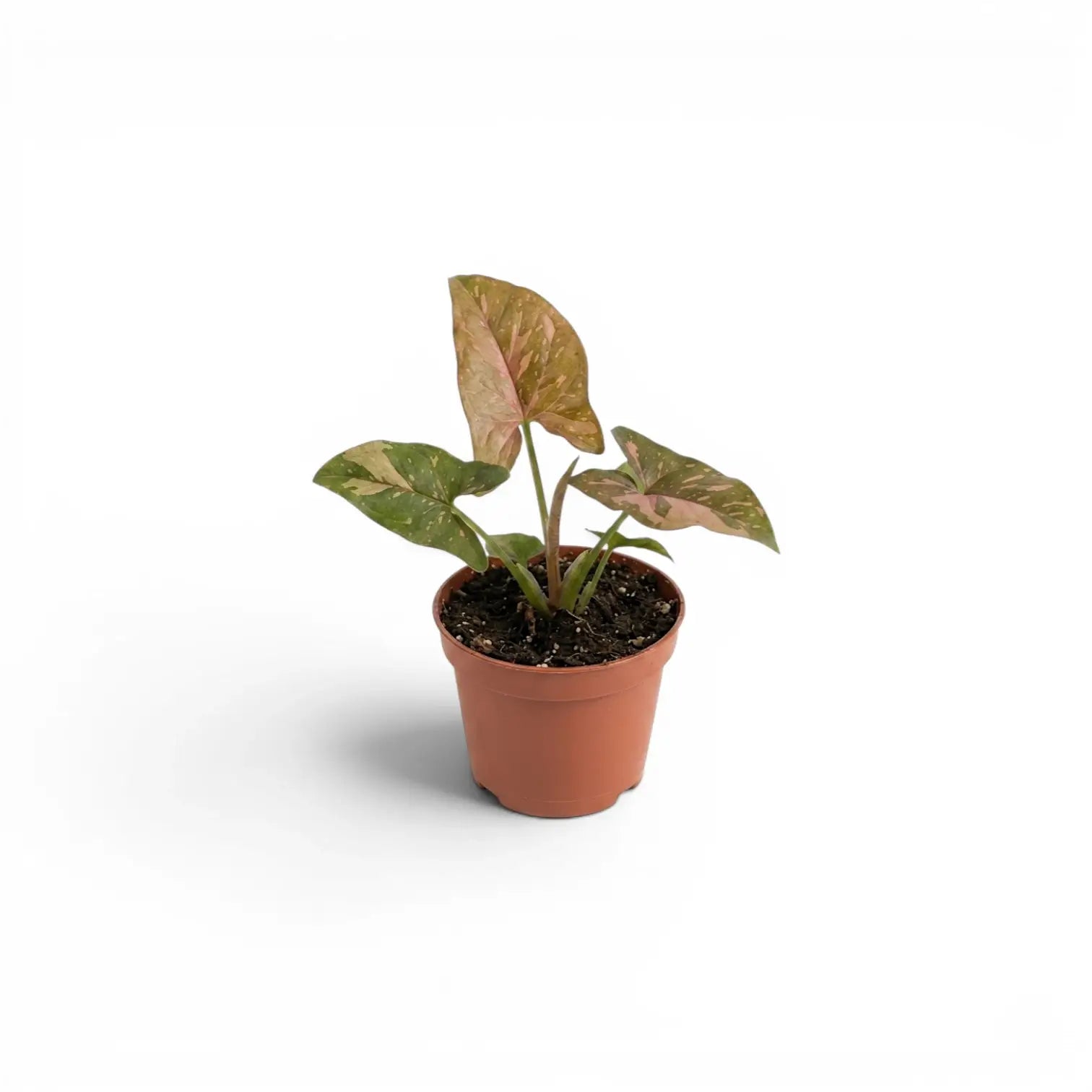 Syngonium 'Red Spot' als Jungpflanze im Kulturtopf.