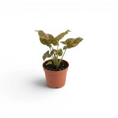 Syngonium 'Red Spot' als Jungpflanze im Kulturtopf.