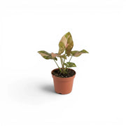 Syngonium 'Red Spot' als Jungpflanze im Kulturtopf.