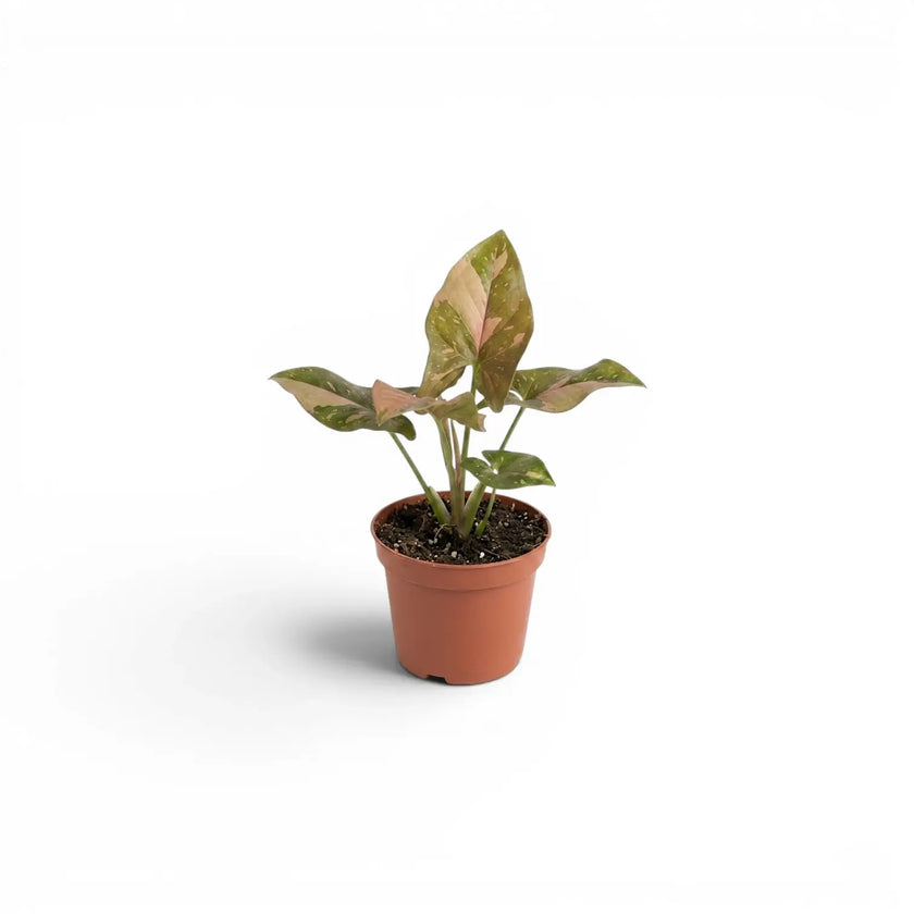 Syngonium 'Red Spot' baby plant in a nursery pot.