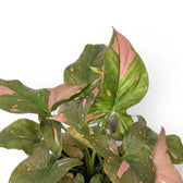 Nahaufnahme der Blätter von Syngonium 'Red Spot'.