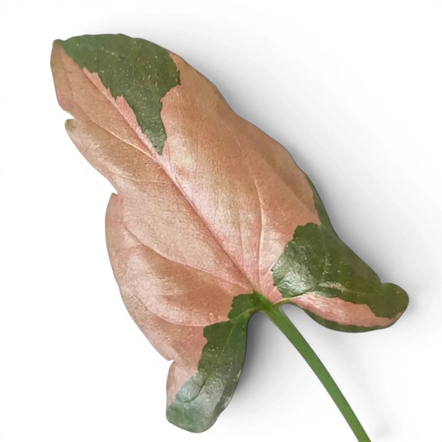 Nahaufnahme der Blätter von Syngonium 'Red Spot'.