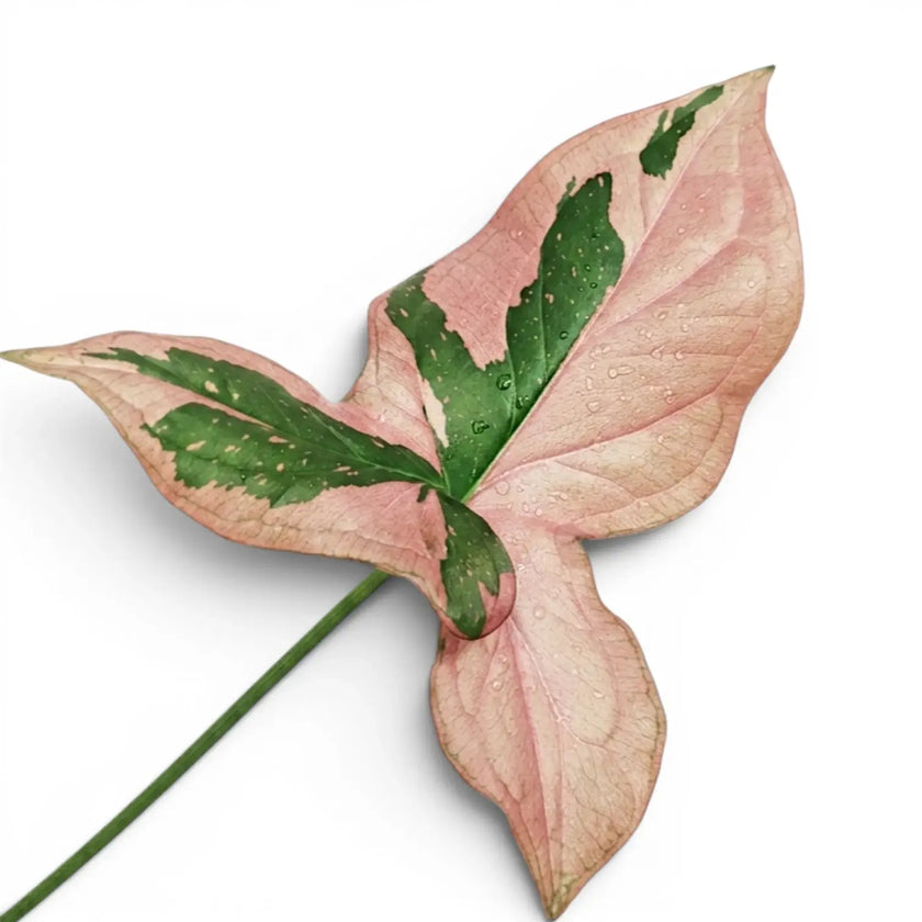 Close-up of Syngonium 'Red Spot' leaves.