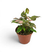 Syngonium 'Red Spot' im Kulturtopf.