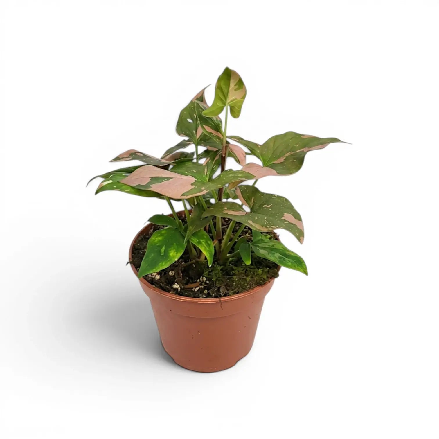 Syngonium 'Red Spot' im Kulturtopf.