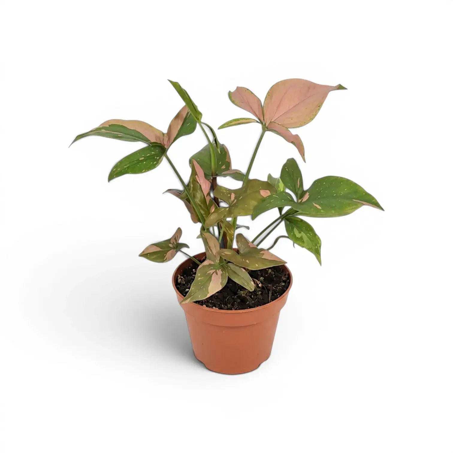 Syngonium 'Red Spot' im Kulturtopf.