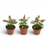 Syngonium 'Red Spot' im Kulturtopf.