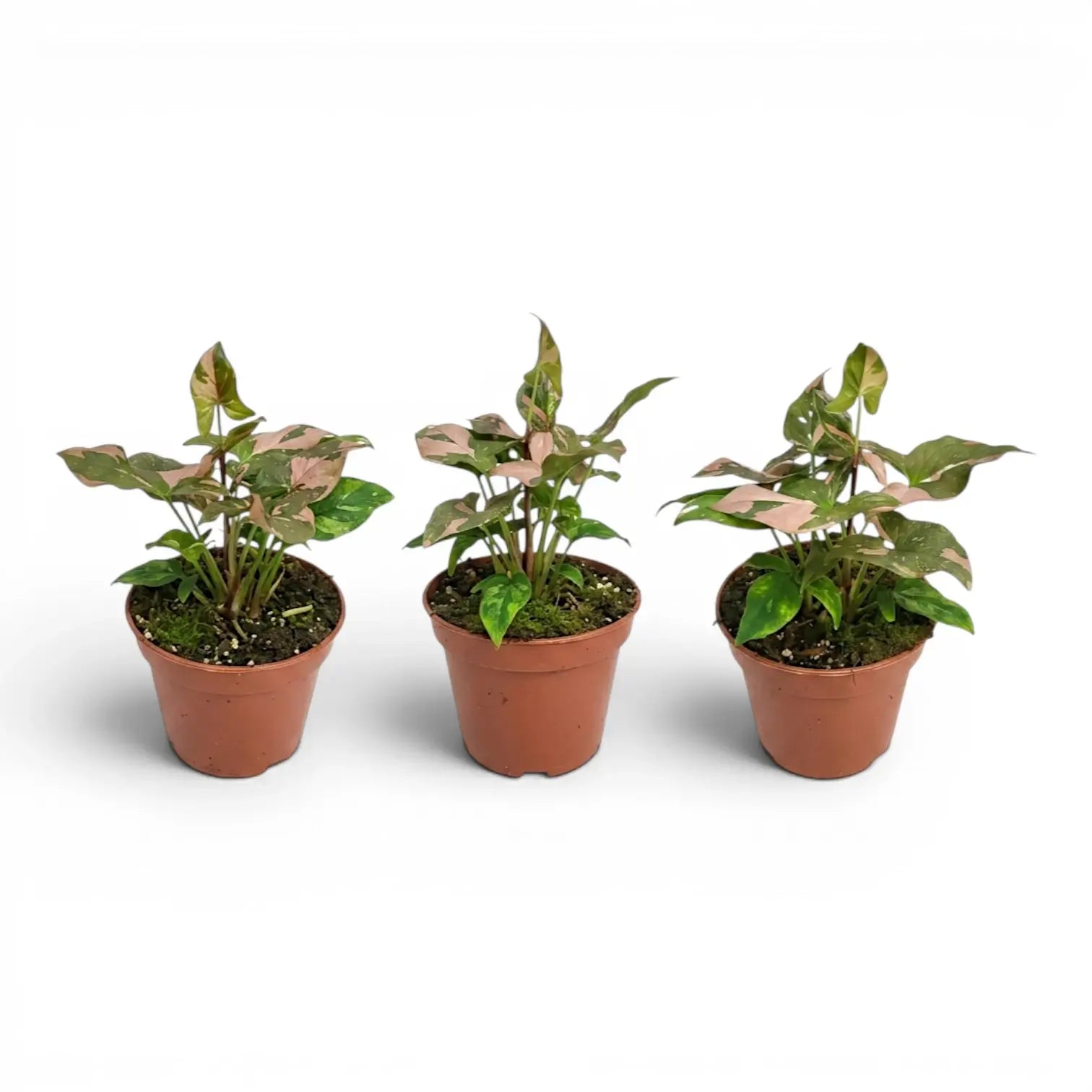 Syngonium 'Red Spot' im Kulturtopf.