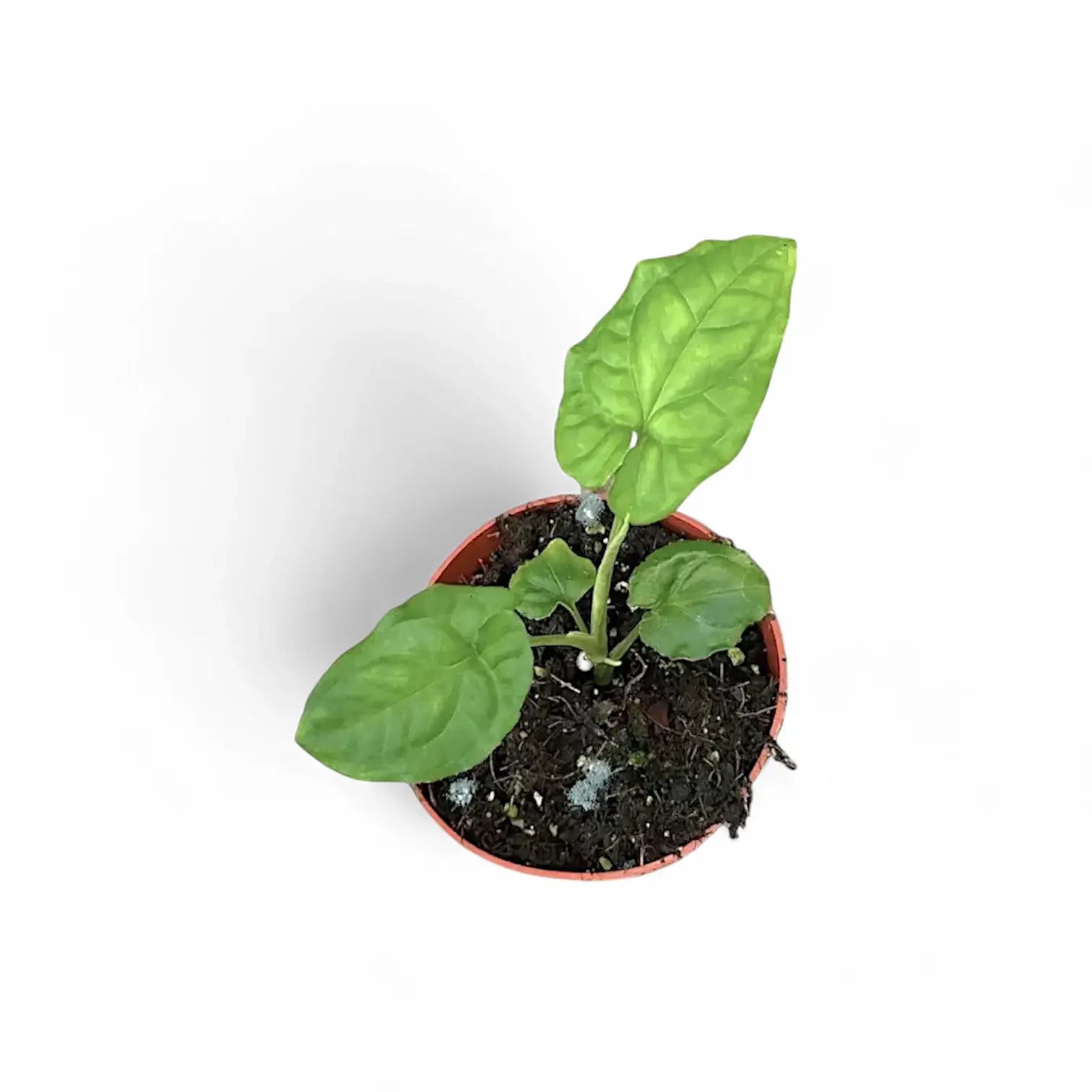 Syngonium steyermarkii potted plant in nursery pot on white background.