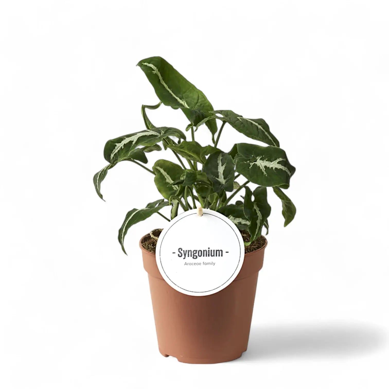 Syngonium wendlandii potted plant in nursery pot on white background.