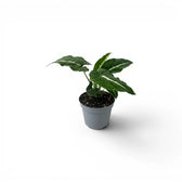 Syngonium wendlandii Baby-Pflanze im Kulturtopf.