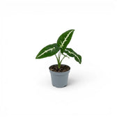 Syngonium wendlandii Baby-Pflanze im Kulturtopf.