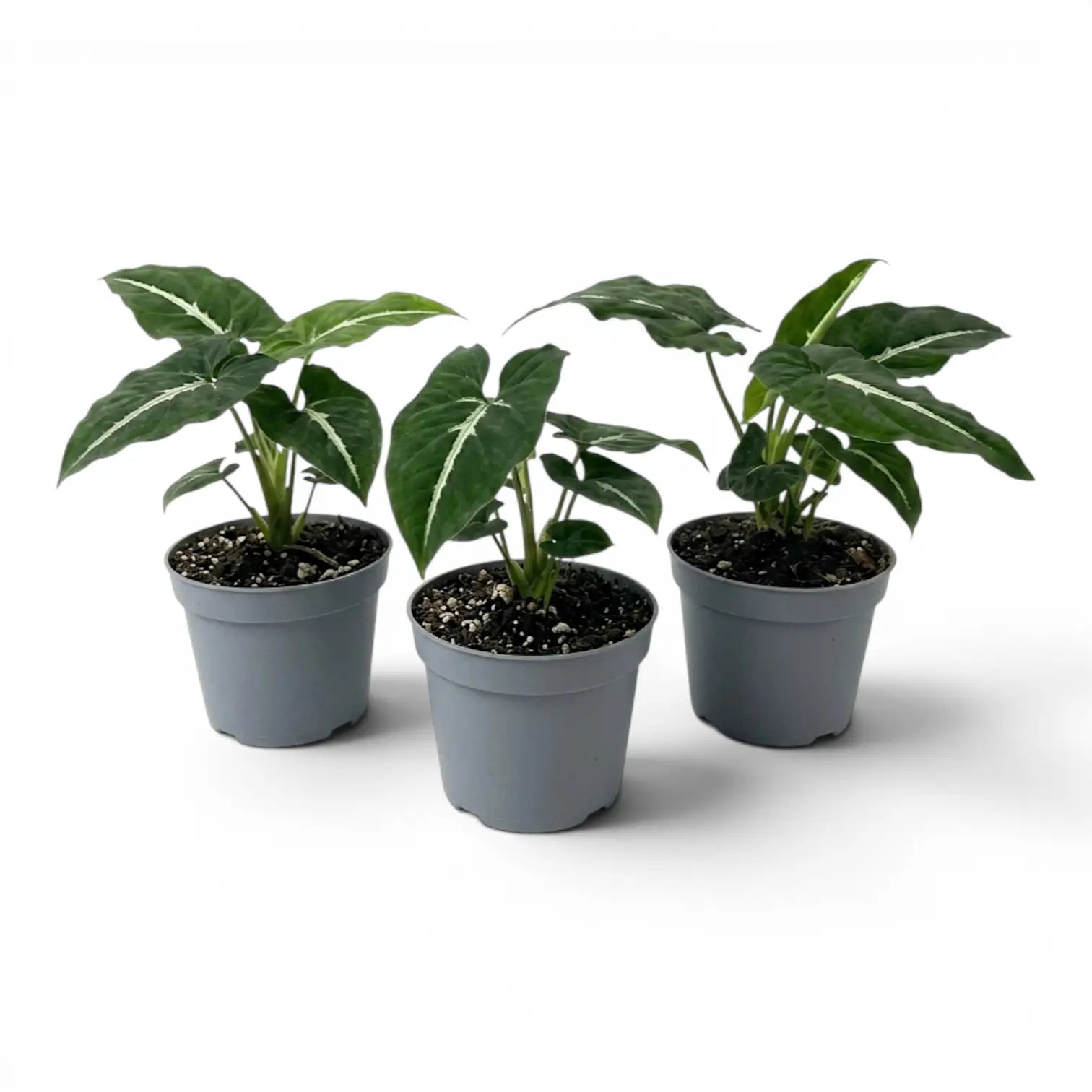 Syngonium wendlandii Baby-Pflanze im Kulturtopf.