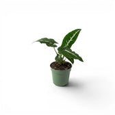 Syngonium wendlandii Baby-Pflanze im Kulturtopf.