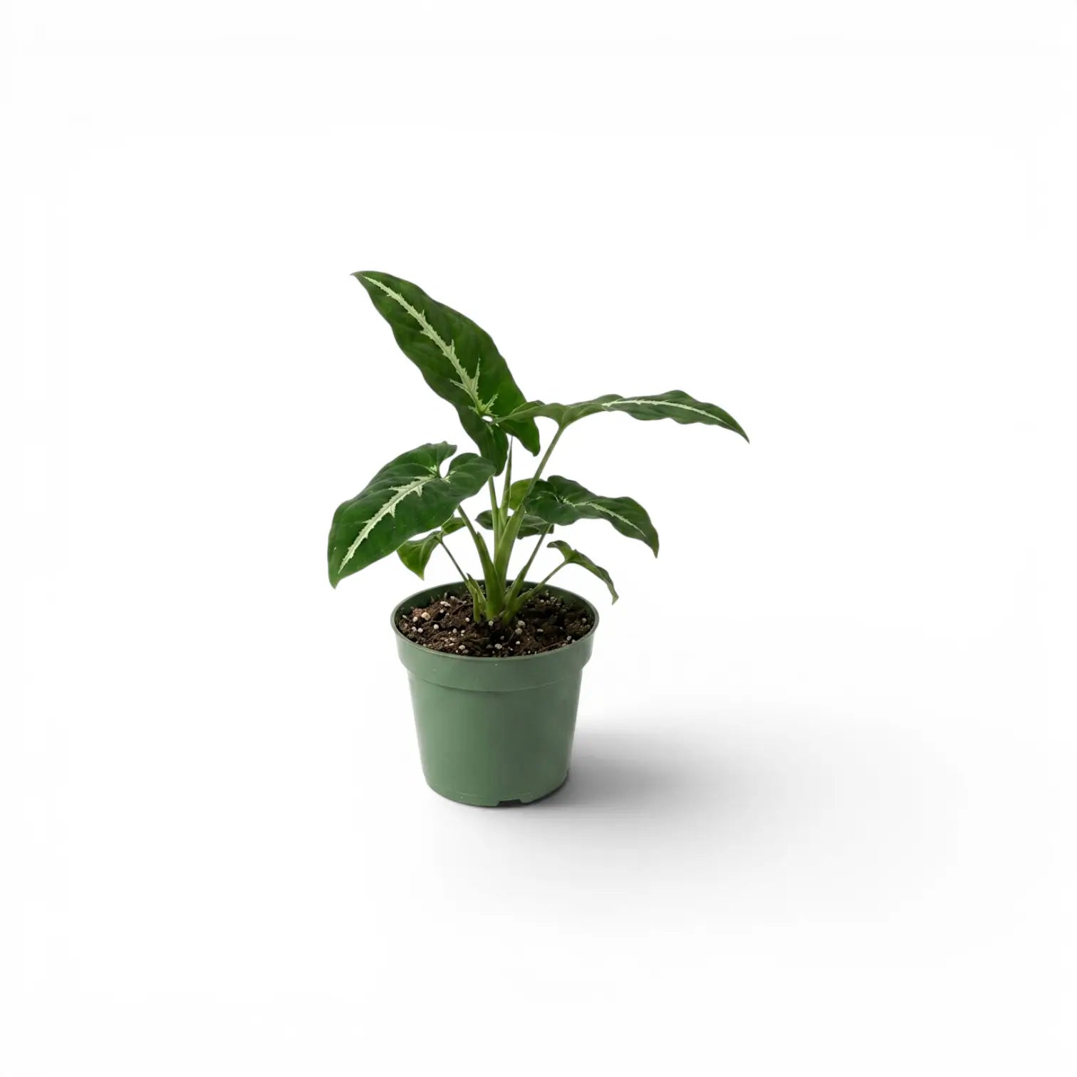 Syngonium wendlandii Baby-Pflanze im Kulturtopf.