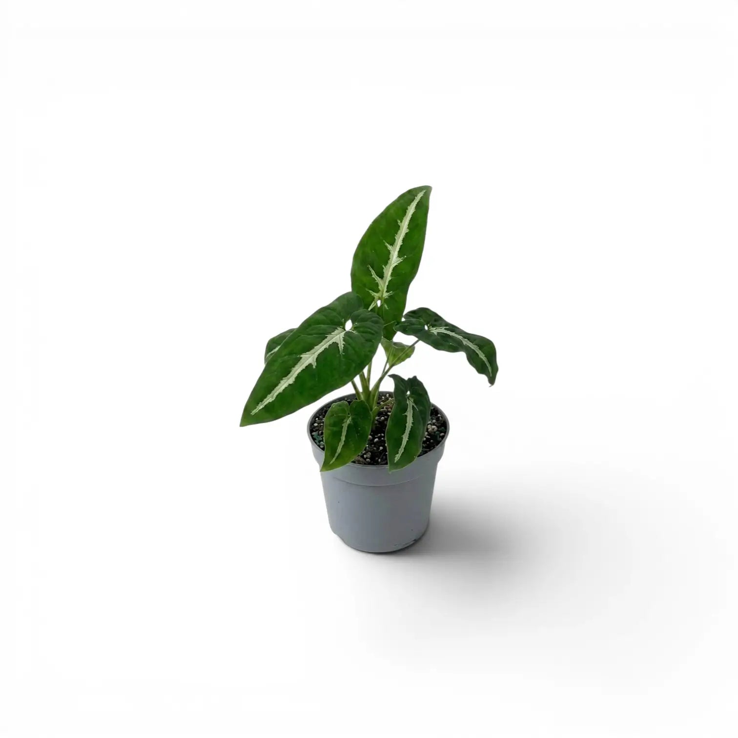 Syngonium wendlandii Baby-Pflanze im Kulturtopf.