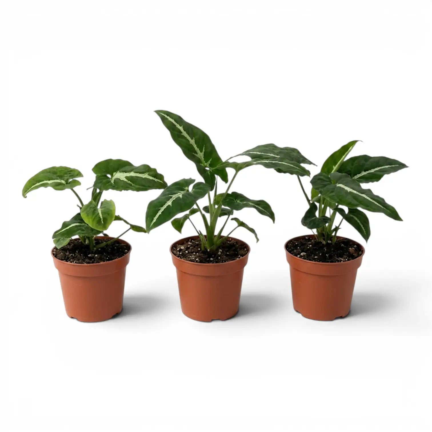 Syngonium wendlandii Baby-Pflanze im Kulturtopf.