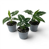 Syngonium wendlandii Baby-Pflanze im Kulturtopf.